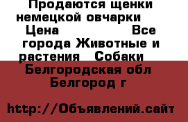 Продаются щенки немецкой овчарки!!! › Цена ­ 6000-8000 - Все города Животные и растения » Собаки   . Белгородская обл.,Белгород г.